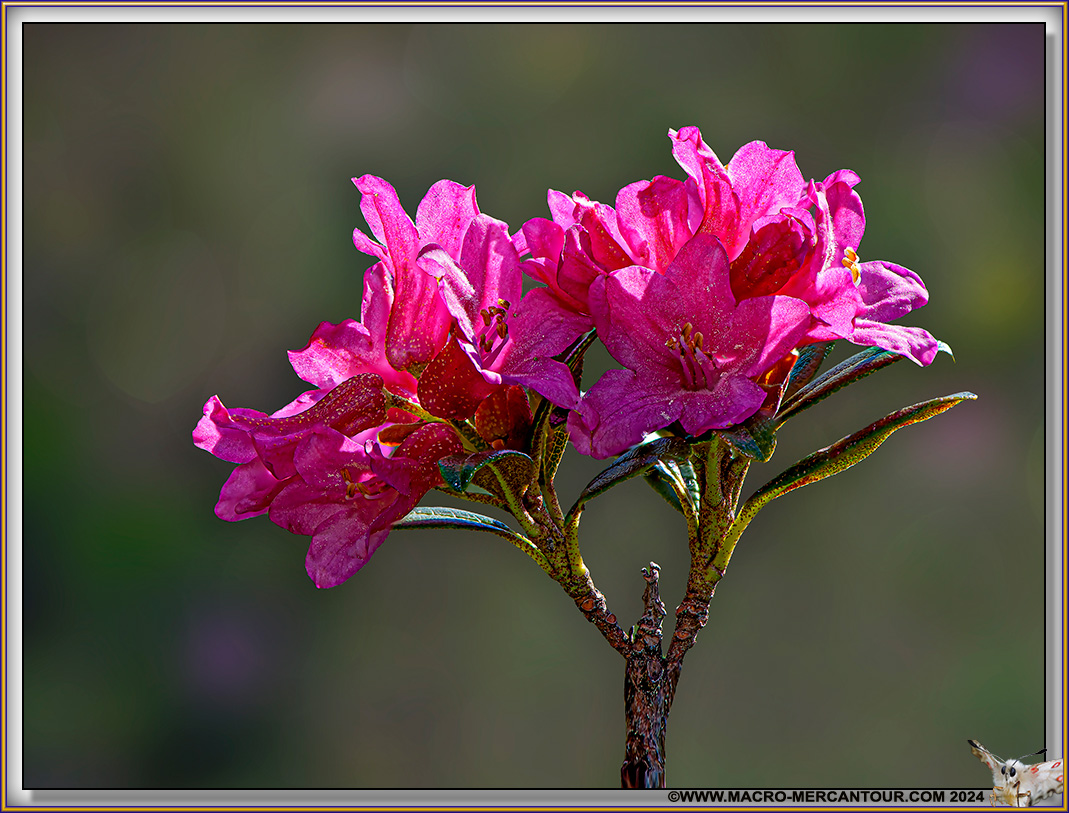 Rhodendrons